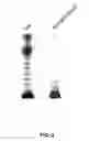 Fig. 04 - Method for preparing bacterial polysaccharide-modified recombinant fusion protein and use of the protein