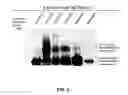 Fig. 07 - Method for preparing bacterial polysaccharide-modified recombinant fusion protein and use of the protein