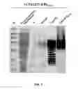 Fig. 08 - Method for preparing bacterial polysaccharide-modified recombinant fusion protein and use of the protein