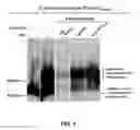 Fig. 09 - Method for preparing bacterial polysaccharide-modified recombinant fusion protein and use of the protein