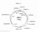 Fig. 06 - RECOMBINANT SUPER-COMPOUND INTERFERON AND USES THEREOF