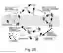 Fig. 29 - Antigen-binding molecule capable of binding to plurality of antigen molecules repeatedly