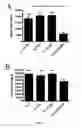 Fig. 07 - Specific interleukin-15 (IL-15) antagonist polypeptide and uses thereof for the treatment of inflammatory and auto-immune diseases