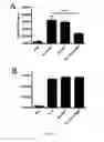 Fig. 08 - Specific interleukin-15 (IL-15) antagonist polypeptide and uses thereof for the treatment of inflammatory and auto-immune diseases