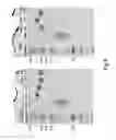 Fig. 06 - Molecules with Reduced Effector Function and Extended Half-Lives, Compositions, and Uses Thereof