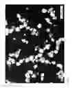 Fig. 22 - Powder coating and method for producing a powder coating