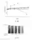Fig. 40 - Core-shell triggered release systems