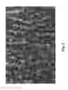 Fig. 02 - Method for preparing rapeseed oil by semi-solid aqueous enzymatic treatment