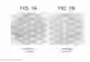 Fig. 08 - METHODS AND COMPOSITIONS FOR CELL ATTACHMENT AND CULTIVATION ON PLANAR SUBSTRATES