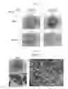 Fig. 02 - Method for producing retinal pigment epithelial cells