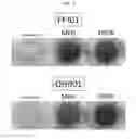 Fig. 08 - Method for producing retinal pigment epithelial cells