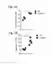 Fig. 06 - T cells modified to overexpress c-Myb