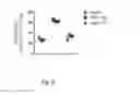Fig. 09 - T cells modified to overexpress c-Myb