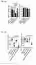 Fig. 25 - NK cells exhibiting an adaptive phenotype and methods for preparing and for using