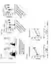 Fig. 27 - NK cells exhibiting an adaptive phenotype and methods for preparing and for using