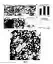 Fig. 07 - Method of making trabecular bone