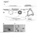 Fig. 02 - Three dimensional hydrogels for culturing organoids