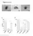 Fig. 04 - Three dimensional hydrogels for culturing organoids