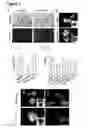 Fig. 05 - Three dimensional hydrogels for culturing organoids