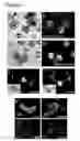 Fig. 07 - Three dimensional hydrogels for culturing organoids