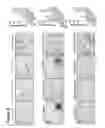 Fig. 10 - Three dimensional hydrogels for culturing organoids