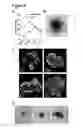 Fig. 12 - Three dimensional hydrogels for culturing organoids