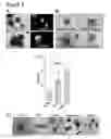 Fig. 15 - Three dimensional hydrogels for culturing organoids