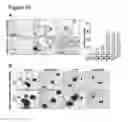 Fig. 18 - Three dimensional hydrogels for culturing organoids