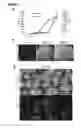 Fig. 06 - METHODS OF GENERATING NEPHRONS FROM HUMAN PLURIPOTENT STEM CELLS