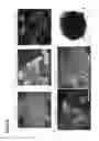 Fig. 32 - METHODS OF GENERATING NEPHRONS FROM HUMAN PLURIPOTENT STEM CELLS