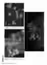 Fig. 37 - METHODS OF GENERATING NEPHRONS FROM HUMAN PLURIPOTENT STEM CELLS