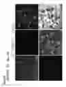 Fig. 41 - METHODS OF GENERATING NEPHRONS FROM HUMAN PLURIPOTENT STEM CELLS