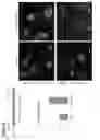 Fig. 43 - METHODS OF GENERATING NEPHRONS FROM HUMAN PLURIPOTENT STEM CELLS