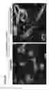 Fig. 46 - METHODS OF GENERATING NEPHRONS FROM HUMAN PLURIPOTENT STEM CELLS