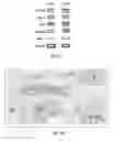 Fig. 07 - Compostition for reprogramming cells