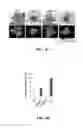 Fig. 07 - Plants With Increased Photorespiration Efficiency
