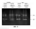 Fig. 20 - Hairpin MRNA elements and methods for the regulation of protein translation