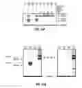 Fig. 28 - Hairpin MRNA elements and methods for the regulation of protein translation
