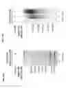 Fig. 44 - Probes and assays for measuring E3 ligase activity
