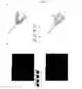 Fig. 02 - Devices, systems, and methods for single molecule, real-time nucleic acid sequencing