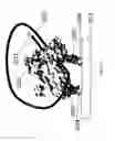 Fig. 19 - Method for nucleic acid sequencing