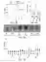 Fig. 05 - INFLAMMATION-ENABLING POLYPEPTIDES AND USES THEREOF