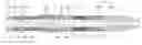 Fig. 01 - Downhole casing pulling tool