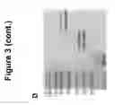 Fig. 06 - MEANS AND METHODS FOR DIAGNOSING AND TREATING INFLAMMATORY DISORDERS