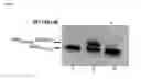 Fig. 02 - Methods and reagents for analyzing protein-protein interfaces