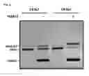 Fig. 09 - Methods and reagents for analyzing protein-protein interfaces