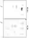 Fig. 06 - Redaction of artificial intelligence training documents