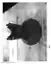 Fig. 28 - Broiler pan feeder