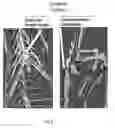 Fig. 09 - Rodent embryonic stem cell with conditional ACVR1 mutant alleles