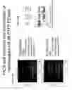 Fig. 04 - Method of inactivating the IPK1 gene in corn